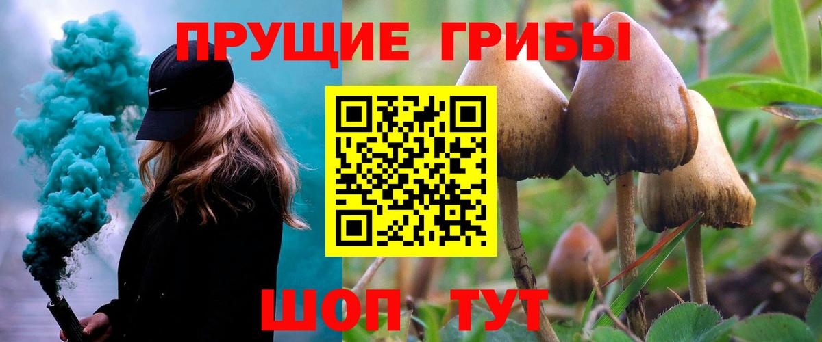 Псилоцибиновые грибы Psilocybe Боровичи